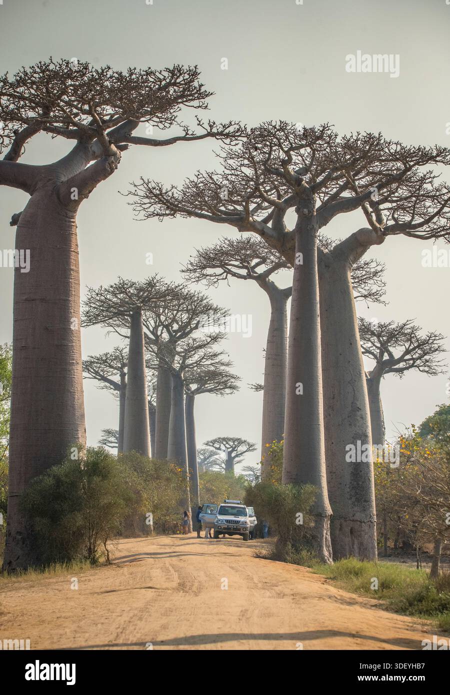 Fahrt im Geländewagen entlang der „Avenue of the Baobabs“, Allée des Baobabs, Morondava, Western Madagaskar. Stockfoto