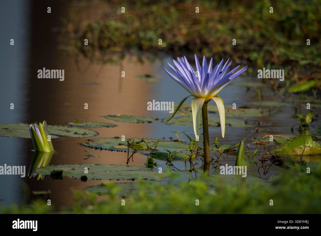 Leuchtend blaue Seerosen oder blauer Lotus (Nymphaea caerulea), eine tropische Wasserpflanze, die in einem Teich an der berühmten Avenue of the Baobabs in der Nähe von Morondava, Madagaskar, blüht. Diese Art, die in Afrika beheimatet ist und in einigen Kulturen Erneuerung und Reinheit symbolisiert, kommt häufig in den Süßwassergebieten und Teichen der Insel vor. Stockfoto