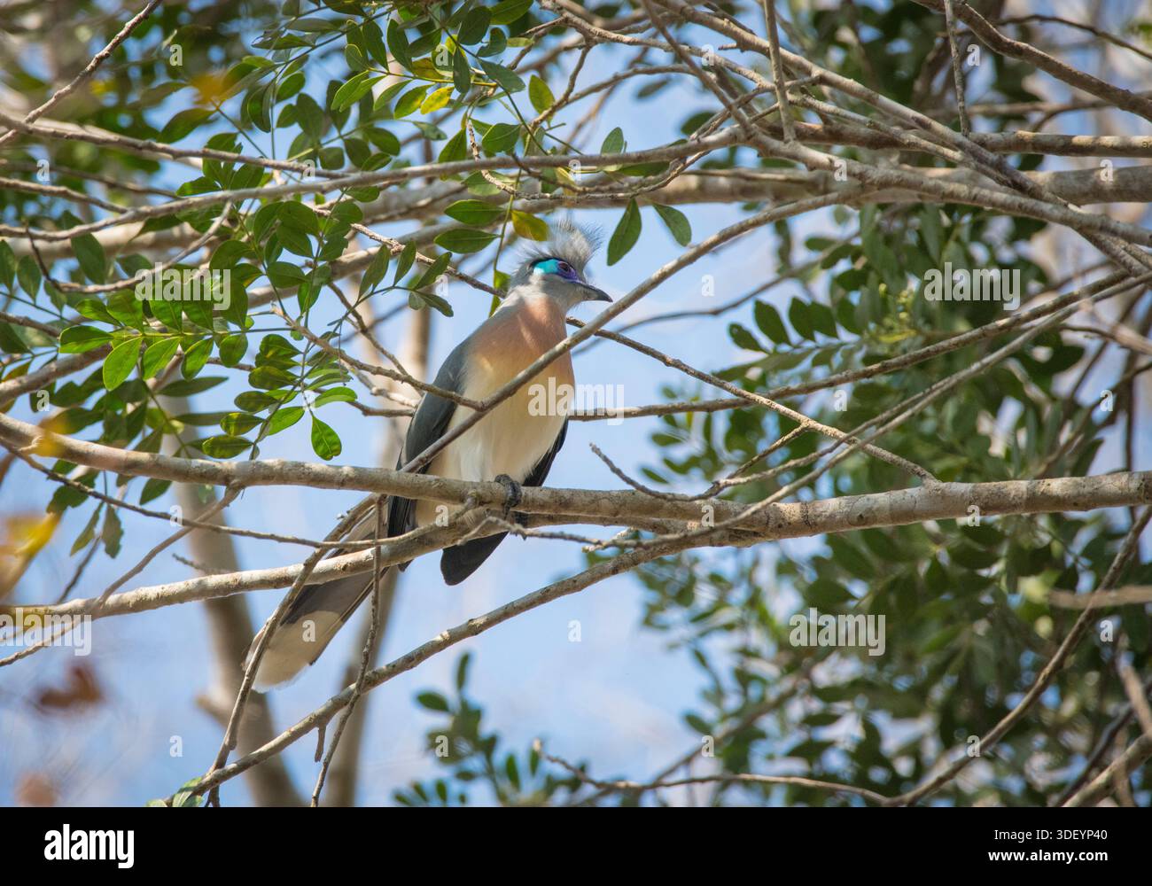 Eine Coua mit Haubendach auf einem Baum im Kirindi-Nationalpark, Madagaskar. Coua cristata. Die Crested Coua (Coua cristata) im Kirindy-Nationalpark, Madagaskar, ist ein auffälliger, mittelgroßer Vogel, der auf der Insel endemisch ist. Er gehört zur Familie der Kuckuckskuckse (Cuculidae), ist aber im Gegensatz zu vielen Verwandten kein Brutparasit; stattdessen bauen beide Eltern ein Zweignest und ziehen ihre eigenen Jungen auf Stockfoto