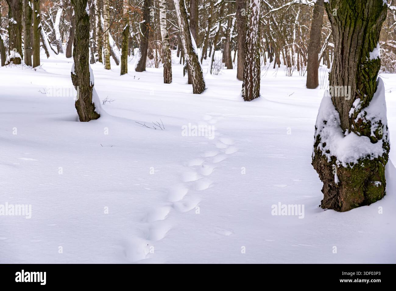 Nahaufnahme einer Fußspur in tiefweißem Schnee, die an einem kalten Tag durch einen ruhigen Winterwald mit schneebedeckten Baumstämmen führt Stockfoto