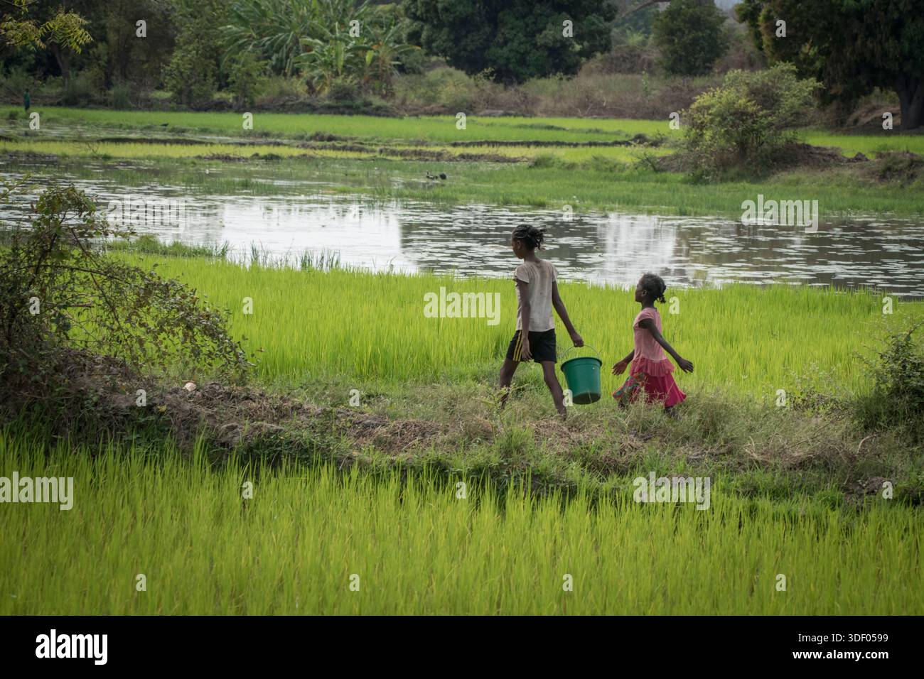 Kinder auf Reisfeldern nördlich von Morondava, Madagaskar. In diesem Gebiet sind 60% der Bevölkerung Landwirte, und Reis ist die wichtigste Kulturpflanze. Für viele Familien im ländlichen Madagaskar wirkt sich der Erfolg der Reisernte direkt auf ihre Fähigkeit aus, sich lebensnotwendige Lebensmittel wie Nahrung und die Schulabfertigung ihrer Kinder zu leisten. Daher kann die Anwesenheit der Kinder auf den Feldern eine Mischung aus Spiel und Arbeit sein, da sie ihren Familien helfen, entlang der Reisfeldgrenzen laufen oder einfach ihre Kindheit in ihrer natürlichen Umgebung leben. Nördlich von Morondava, Madagaskar. Stockfoto