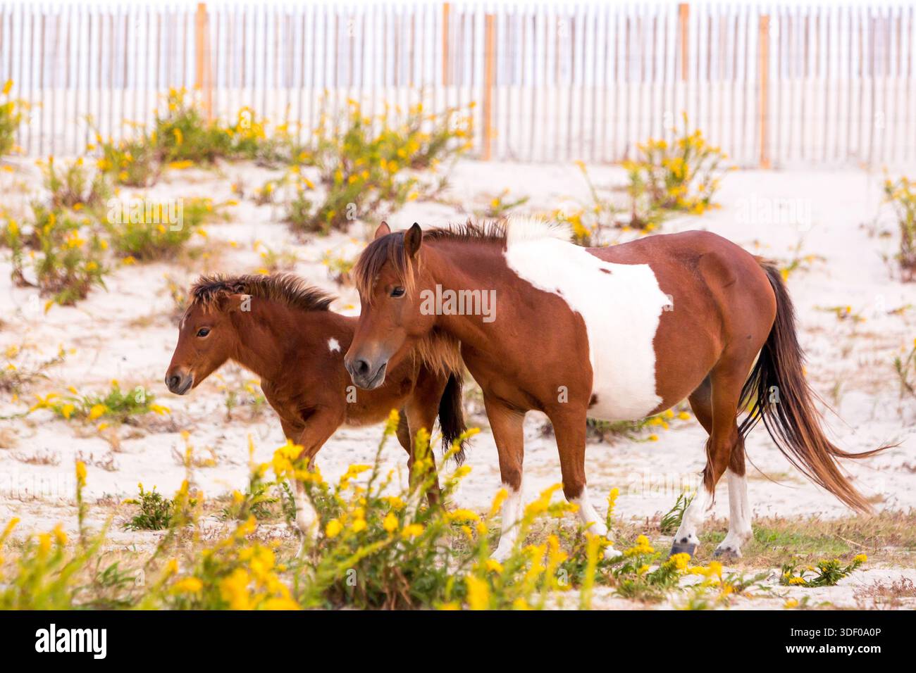 Ein Pinto Wild Pony (Equus caballus) Mutter und Fohlen in der Nähe von Sanddünen in Assateague Island National Seashore, Maryland Stockfoto