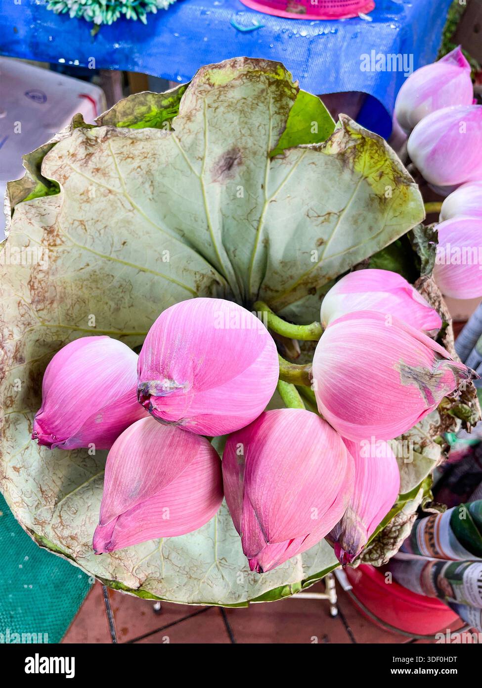 Ein Bündel rosa Lotusknospen in ein großes getrocknetes Lotusblatt auf einem Markttisch singapur asien Stockfoto
