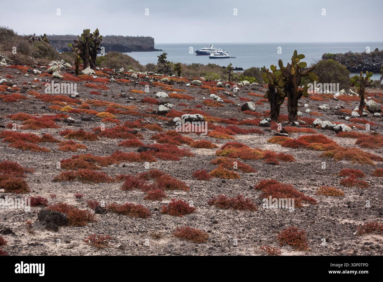 Kaktuskaktus (Opuntia echios) auf South Plaza Island, Galapagos, Ecuador Stockfoto