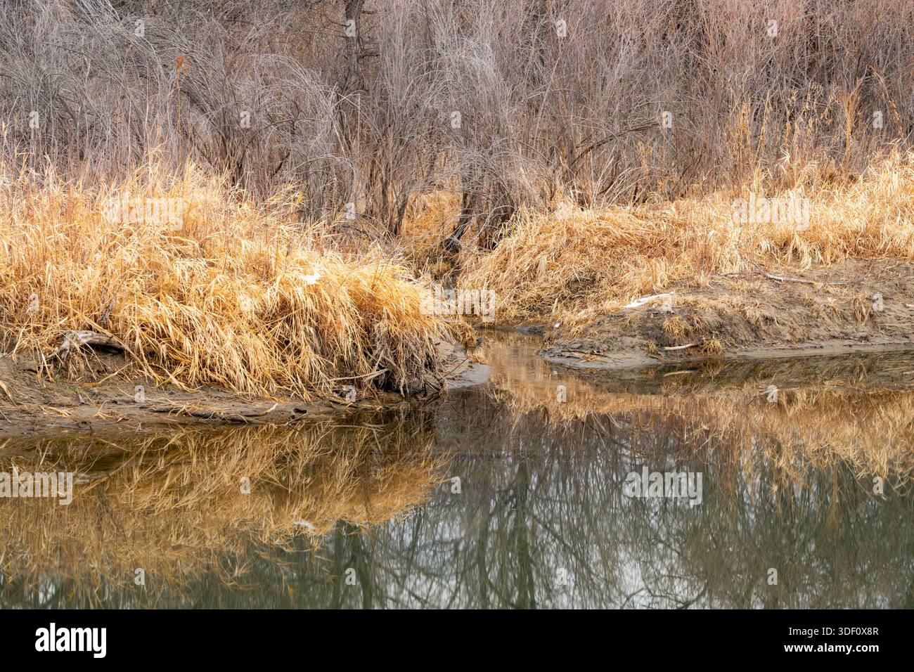 Winter auf dem Poudre River in Fort Collins, Colorado Stockfoto