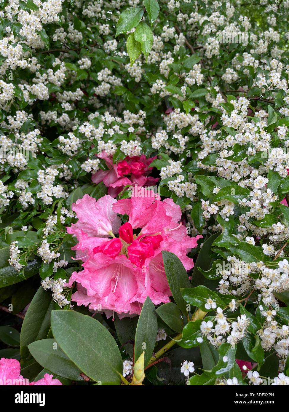 Der Central Park erstrahlt in Farbe mit einer lebendigen Blumenpracht im Frühling - Smartphone-aufgenommenes Stockfoto