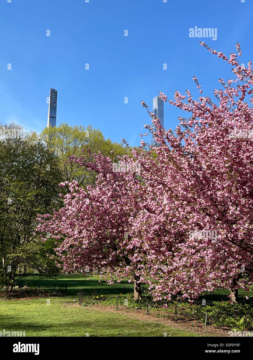 Der Central Park erstrahlt in Farbe mit einer lebendigen Blumenpracht im Frühling - Smartphone-aufgenommenes Stockfoto