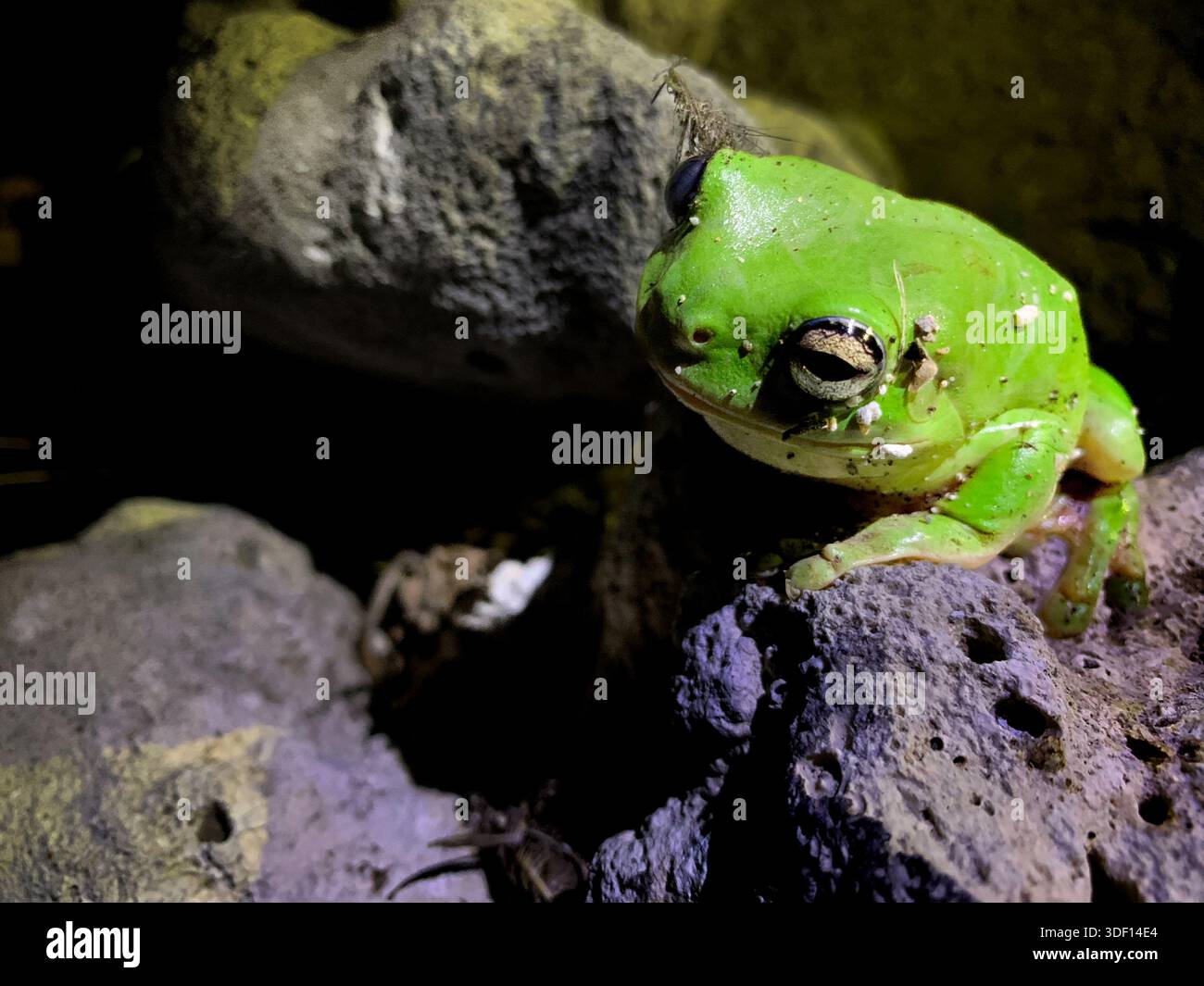 Wilder grüner Frosch auf den Felsen in der Nacht - Smartphone-aufgenommenes Stockfoto