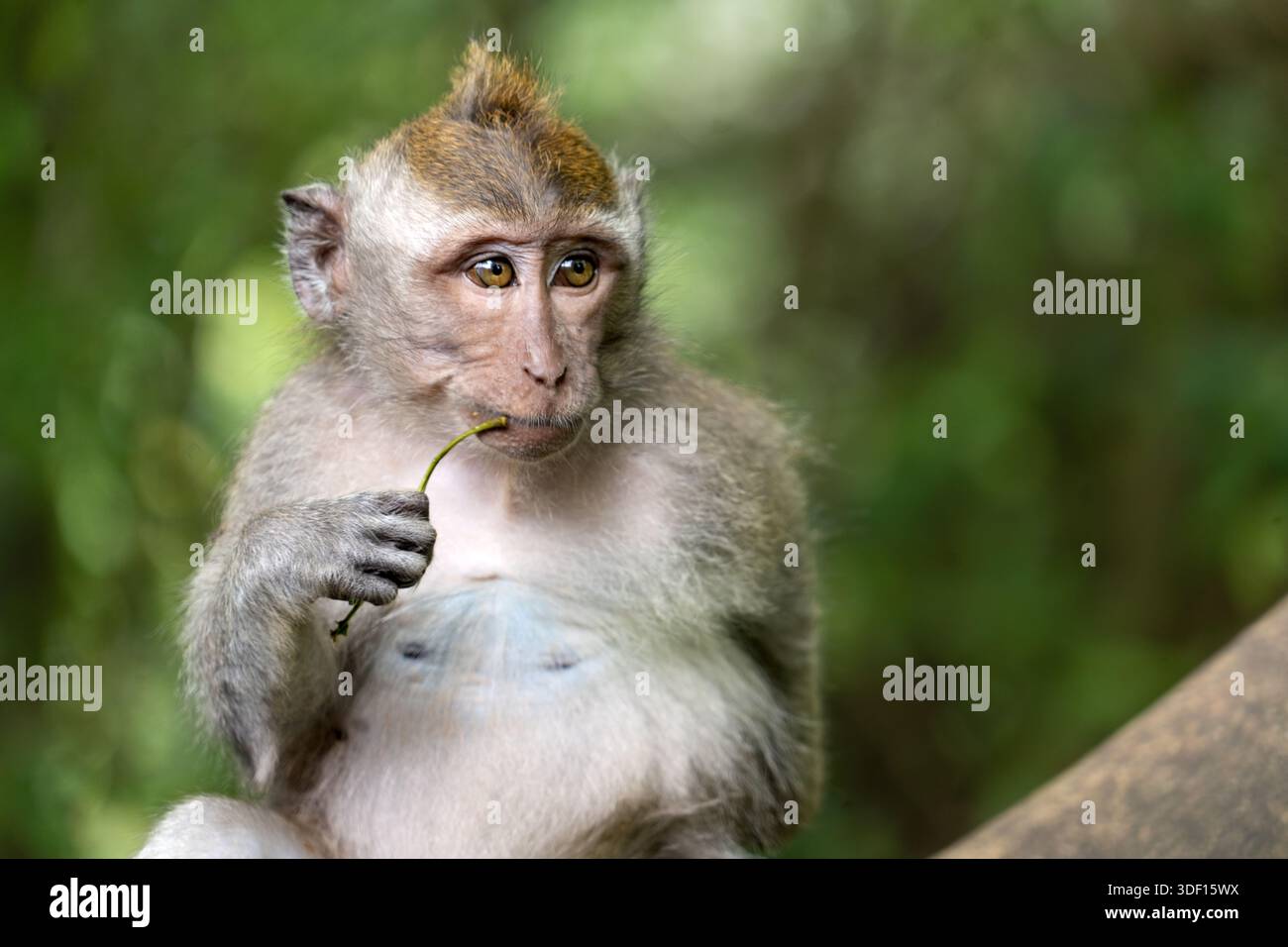 Blühend erscheinender balinesischer Langschwanzmakake im Ubud Affenwald, Bali, Indonesien Stockfoto