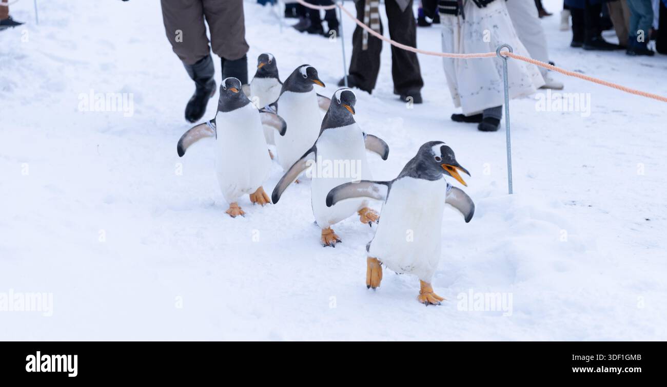 Gentoo-Pinguine laufen im Winter auf Schnee, während Besucher sie im Otaru Zoo in Hokkaido, Japan, fotografieren. Stockfoto