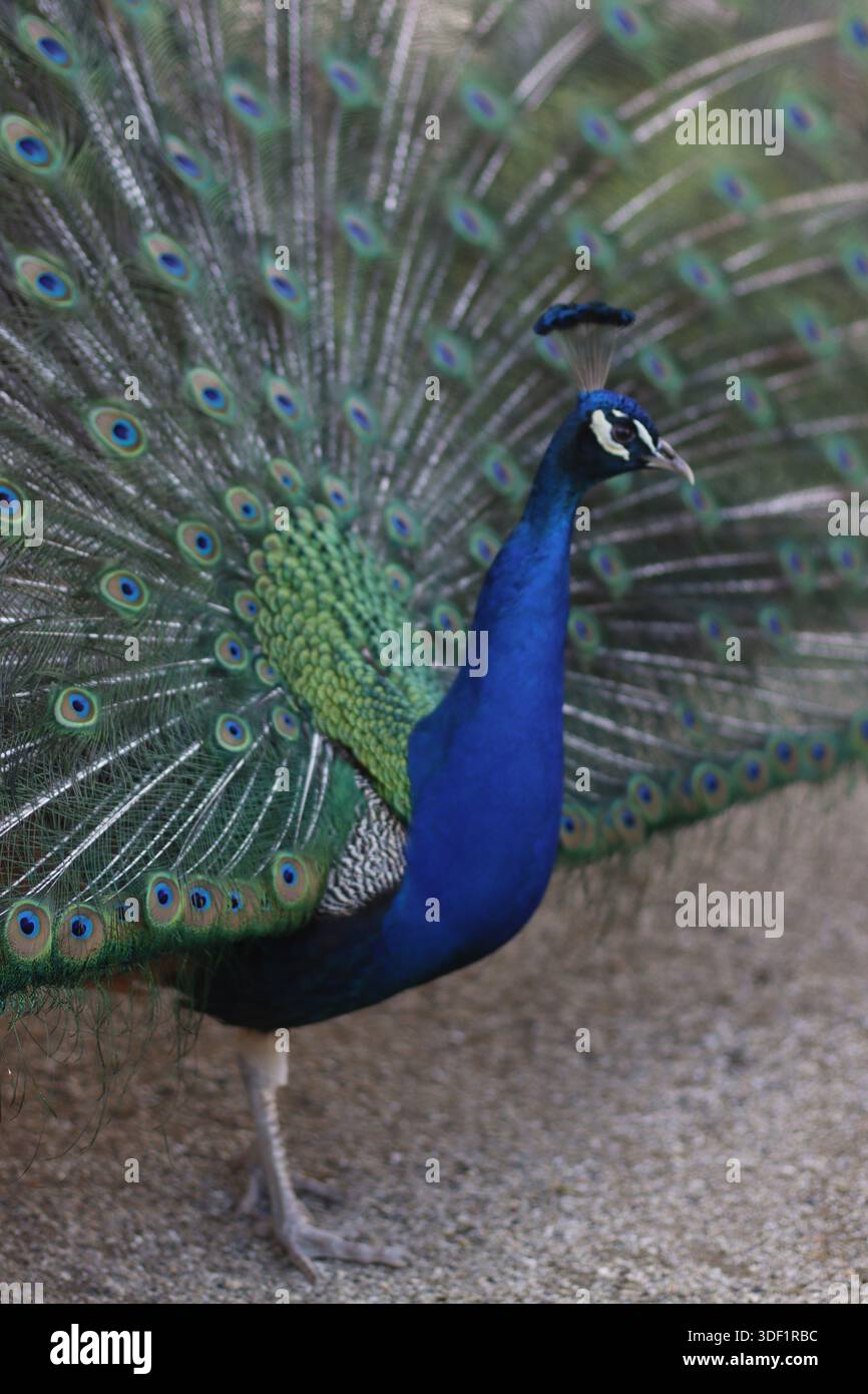 Pfau in einem öffentlichen Park Stockfoto