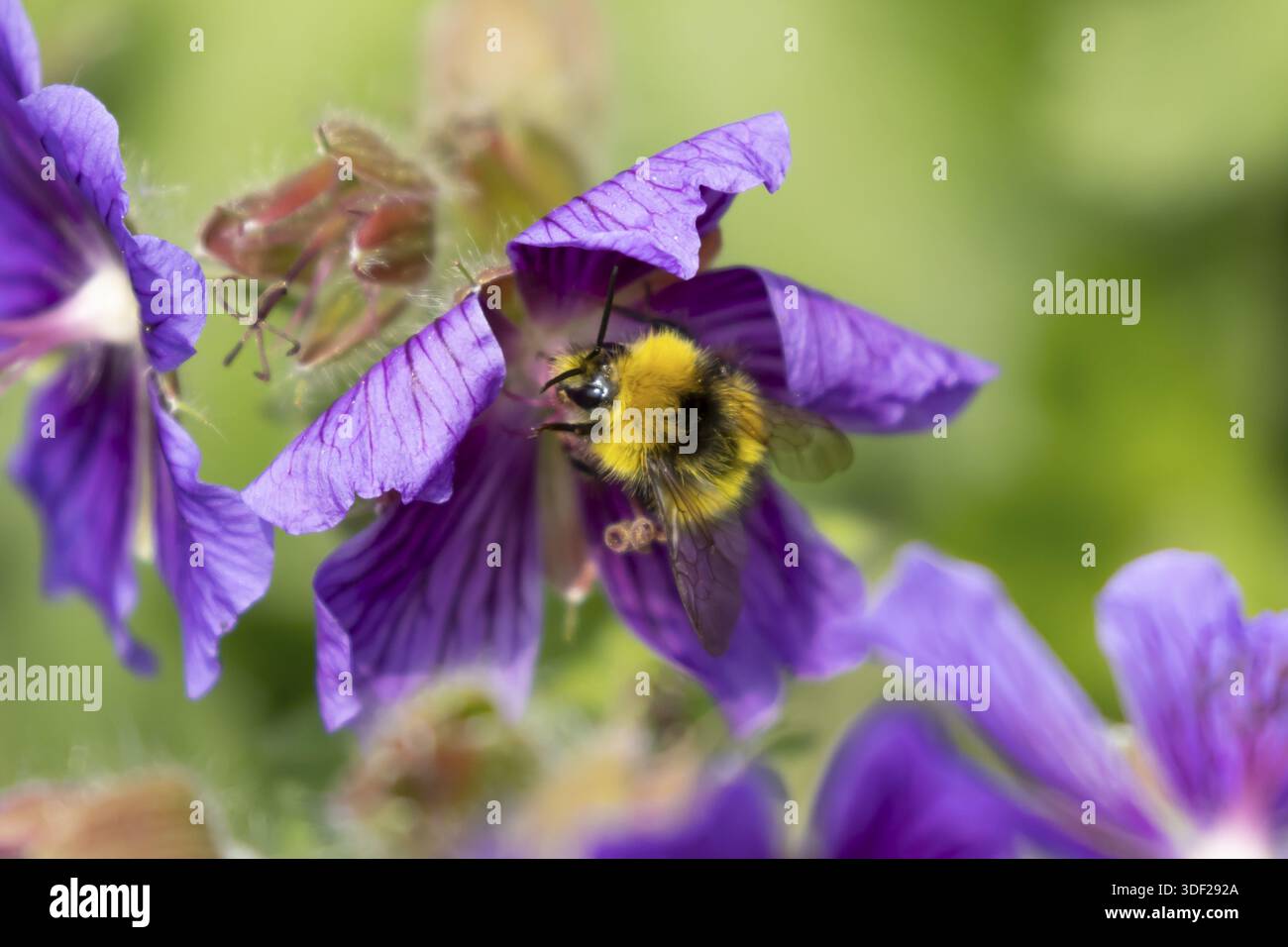 Frühe Hummel (Bombus pratorum) ausgewachsene Bieneninsekte, die im Sommer von einer violetten Geranienblüte im Garten ernährt, England, Vereinigtes Königreich Stockfoto