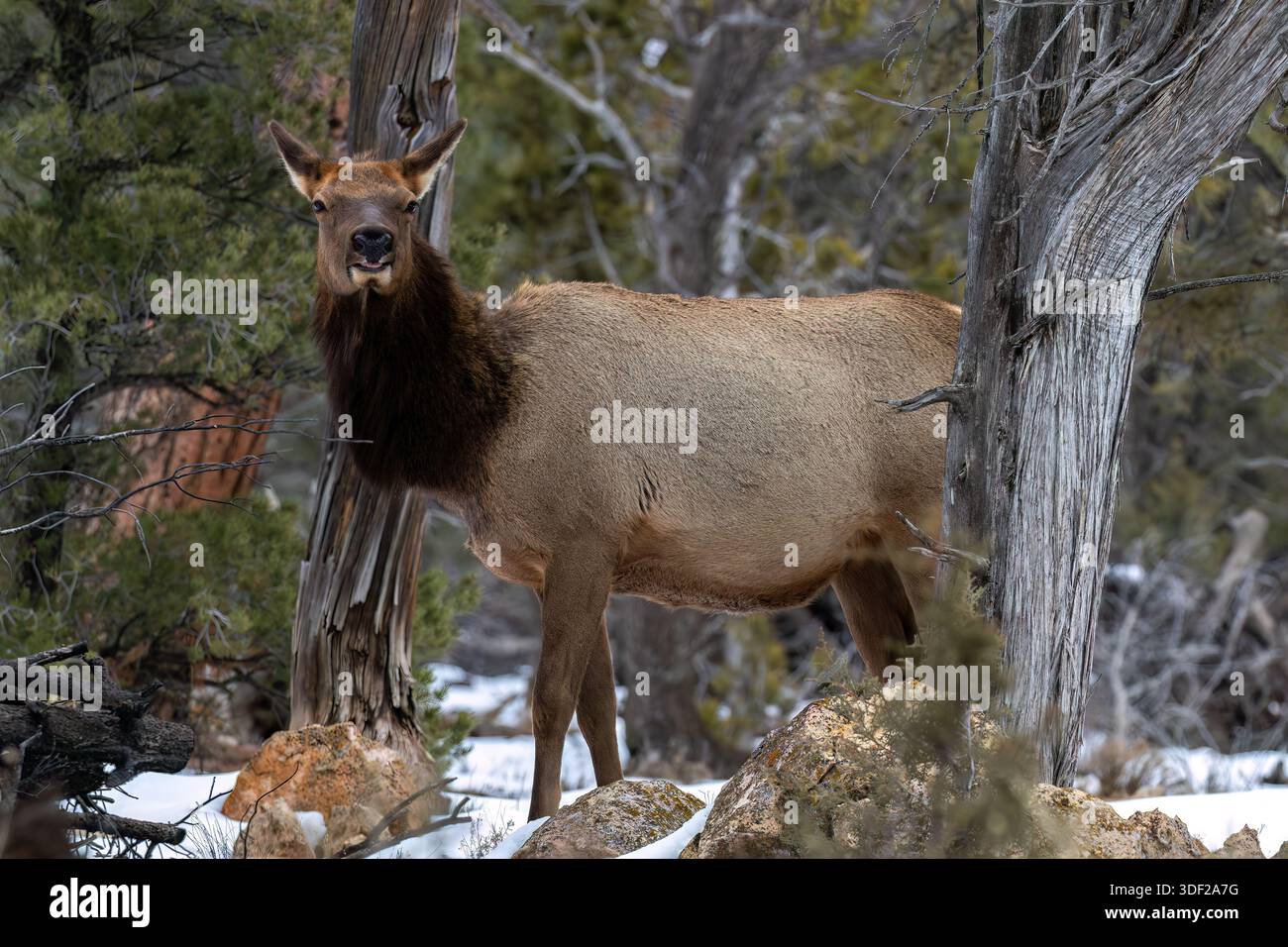 Nahaufnahme des weiblichen Rocky Mountain Elchs (Cervus elaphus nelsoni) Grand Canyon National Park. Im Winter am Baum stehen, Schnee auf dem Boden. Stockfoto