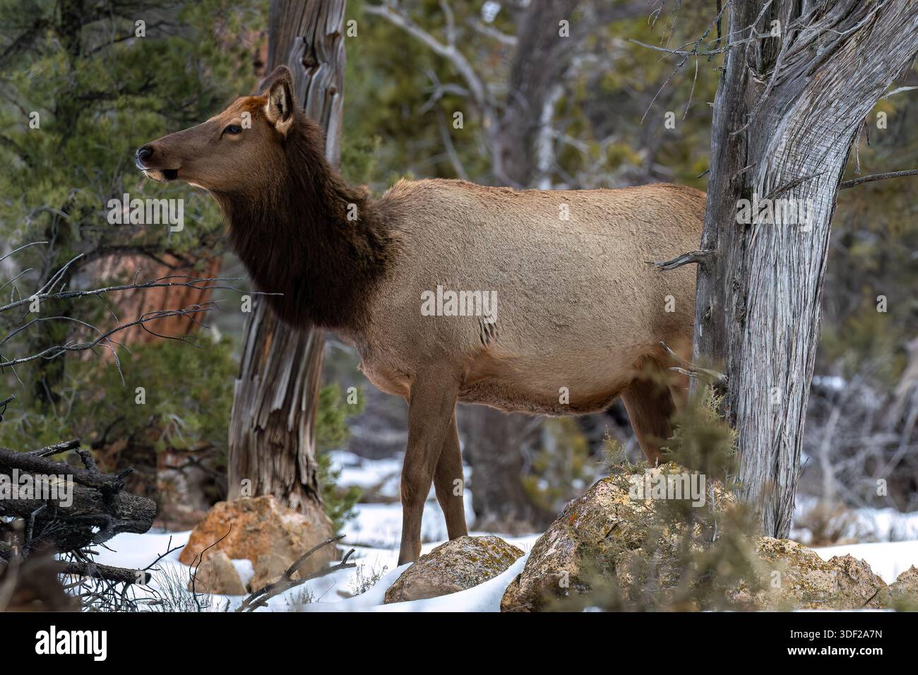 Nahaufnahme des Grand Canyon National Park des Rocky Mountain Elchs (Cervus elaphus nelsoni). Im Winter am Baum stehen, Schnee auf dem Boden. Stockfoto