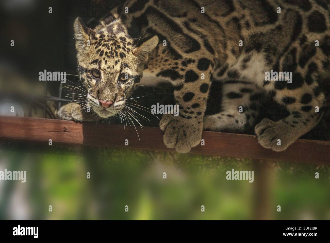 Baby-getrübte Leopard-Kit Neofelis nebulosa ist als verletzlich gelistet und kann in Asien gefunden werden Stockfoto