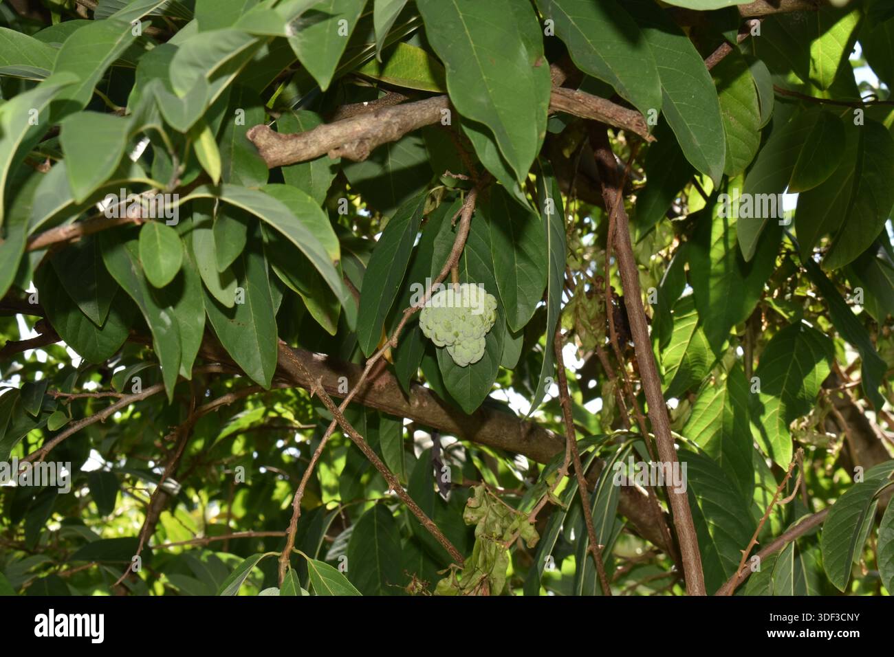 Annona Squamosa oder Zuckerapfel oder Süßsop-Frucht auf einem Baum in Carriacou, Grenada. Stockfoto