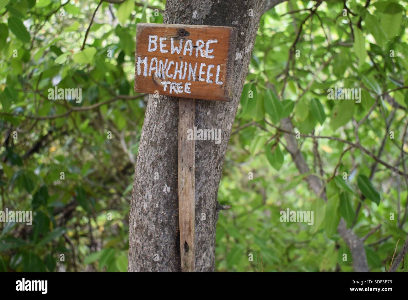 Vorsicht vor einem Manchineelbaumschild auf einer Manchineelbaumrinde im Petit Carenage Sanctuary, Carriaco, Grenada. Die Früchte dieser Bäume sind giftig. Stockfoto