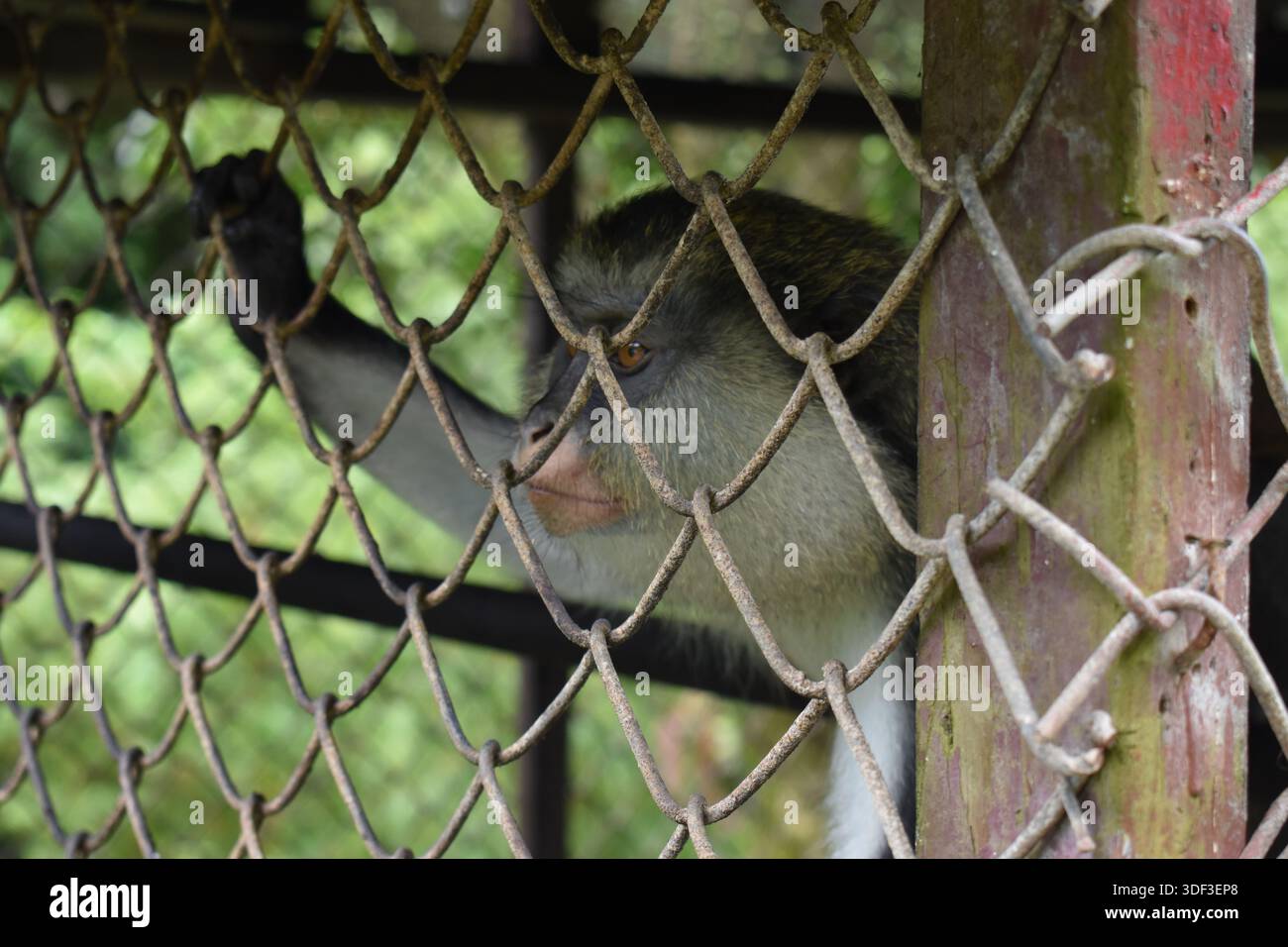 Ein Mona-Affe (Cercopithecus mona), eine Art von Alten-Welt-Affen, in illegaler Gefangenschaft in Grenada. Stockfoto