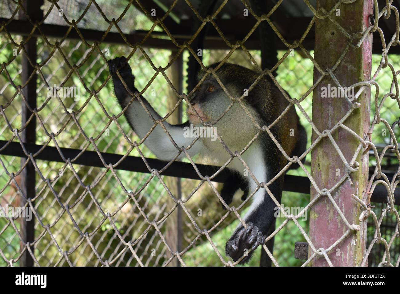 Ein Mona-Affe (Cercopithecus mona), eine Art von Alten-Welt-Affen, in illegaler Gefangenschaft in Grenada. Stockfoto