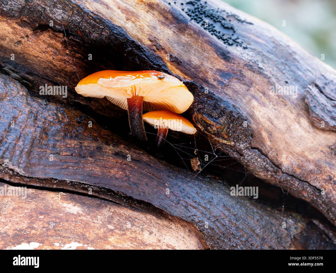 Zwei kleine orangene Pilze wachsen aus einem Riss in einem verfaulenden Baumstamm und zeigen die Zersetzung und das Wiederwachsen der Natur. Stockfoto