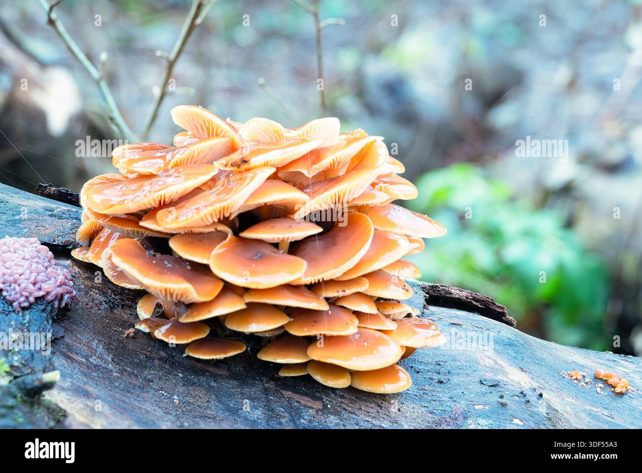 Eine Gruppe von leuchtend orangefarbenen Pilzen wächst auf einem gefallenen Baumstamm in einem Wald und zeigt die Schönheit der Pilze in der Natur. Stockfoto