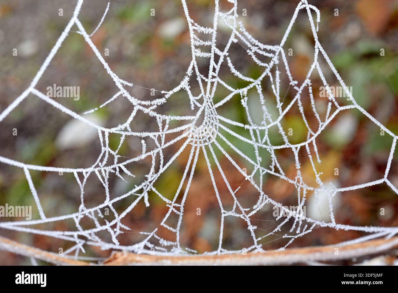 Ein Spinnennetz ist von Frost bedeckt. Stockfoto