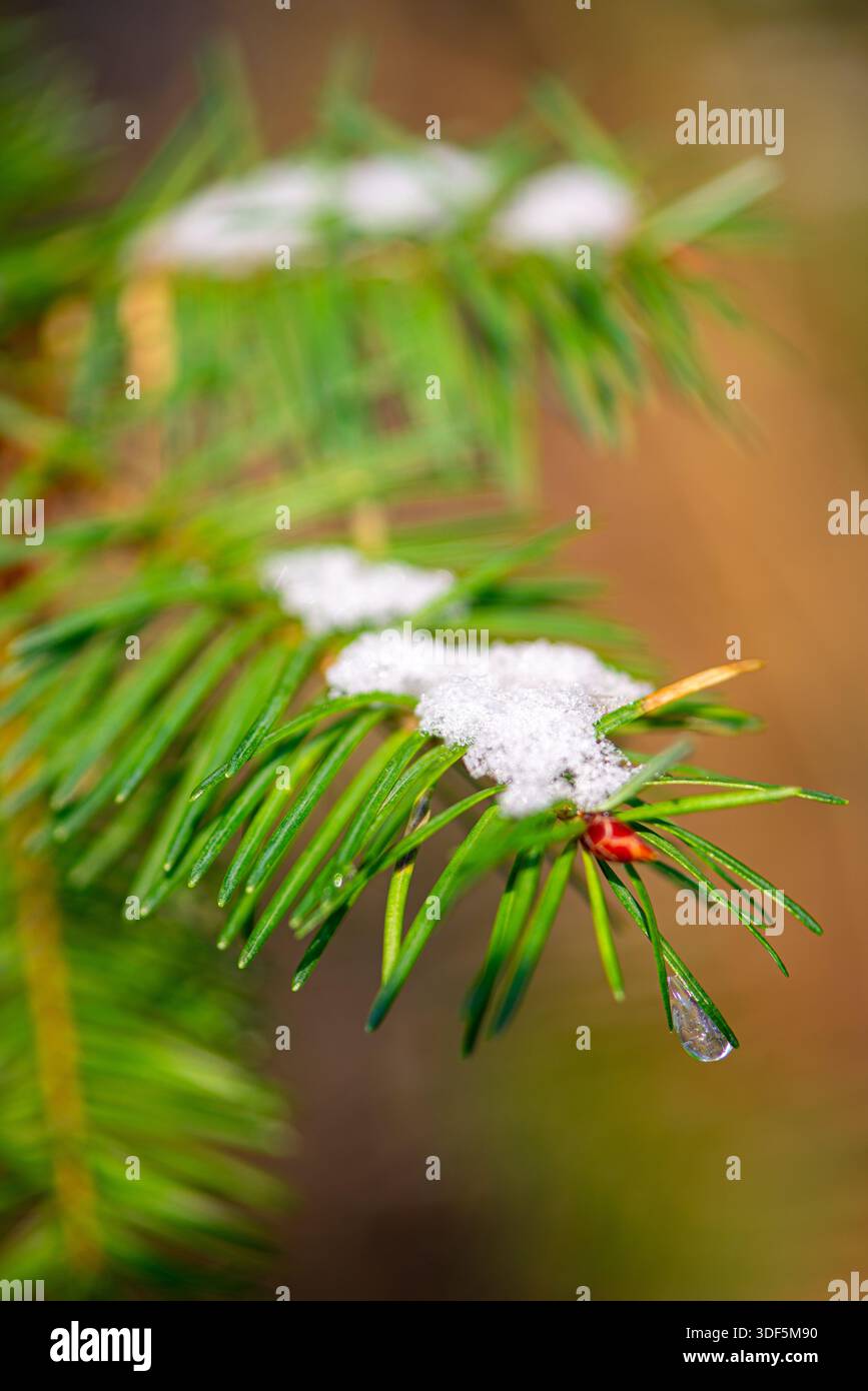 Nadeln von Pinetree im Winter mit Schnee bedeckt, Holland Stockfoto