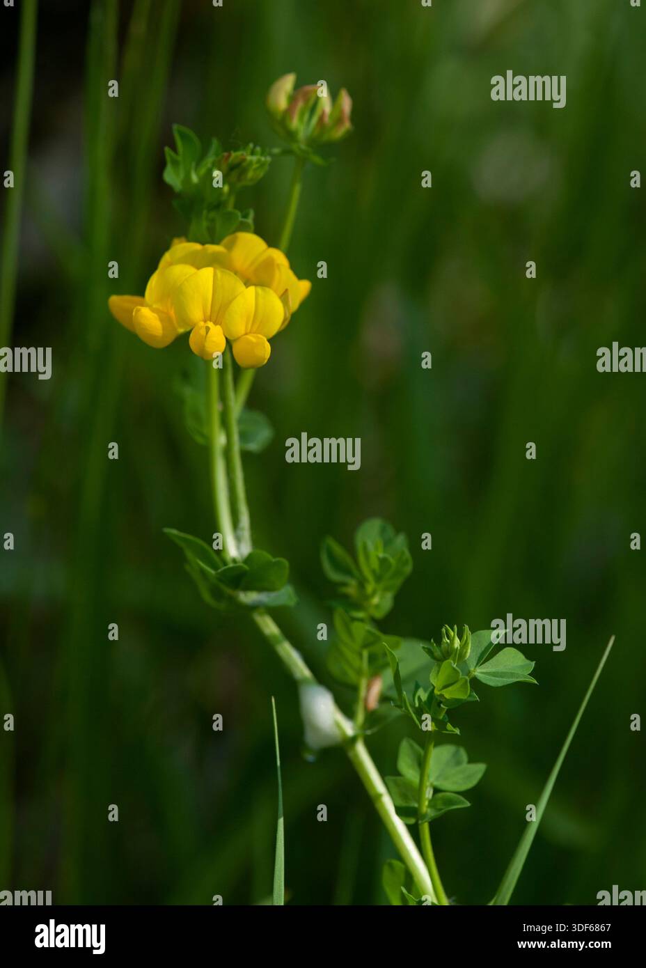 Lotus corniculatus (Vogelfuß-Trefoil), eine eingeführte Art, die in der Nähe von Detroit, Oregon, gefunden wurde Stockfoto