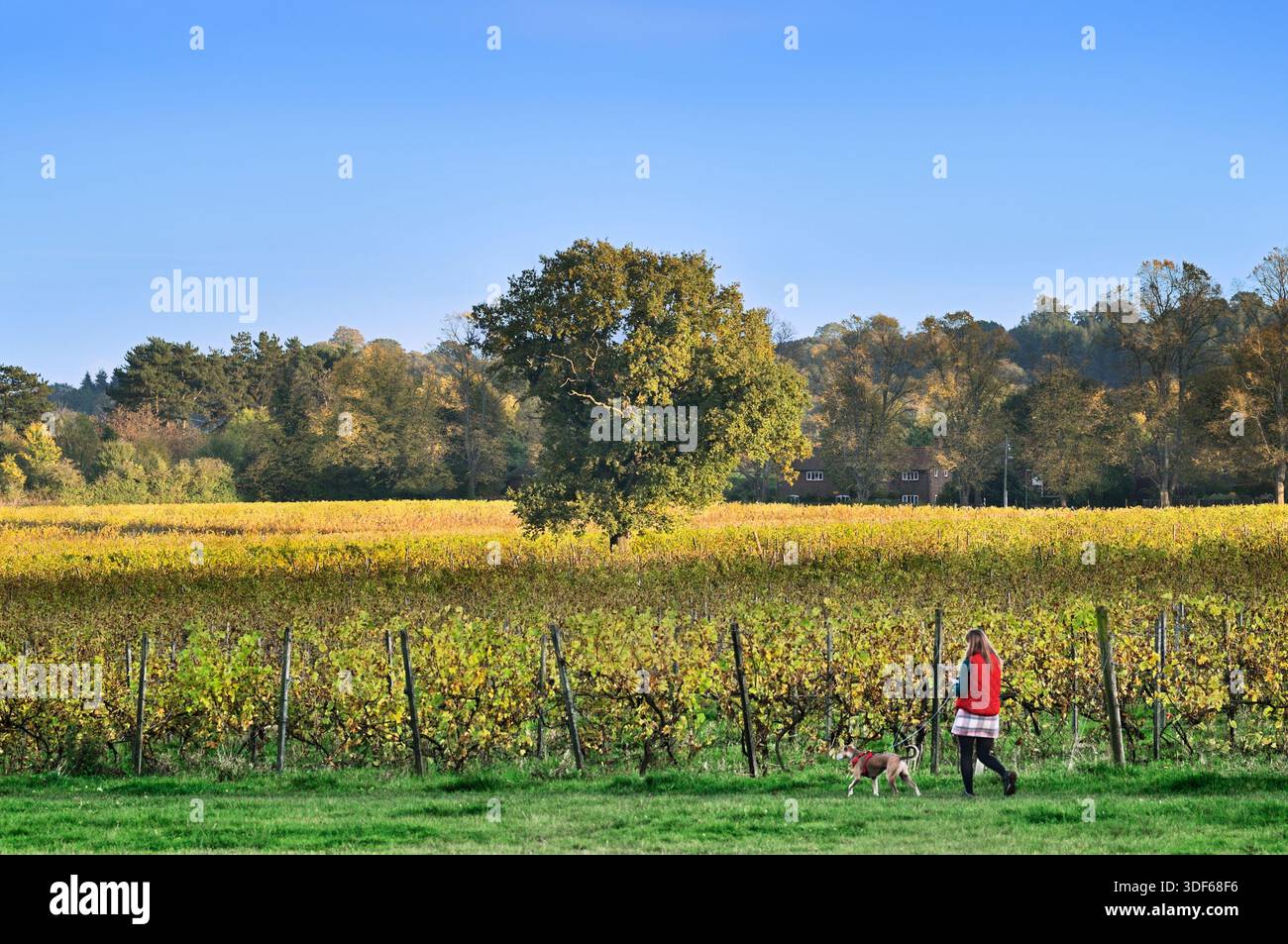 Junge Frau mit Hund, die an Reihen von Weinreben vorbeiläuft, während die warme Herbstsonne eine Eiche fängt, Denbies Wine Estate, Dorking, Surrey UK Vineyard Stockfoto