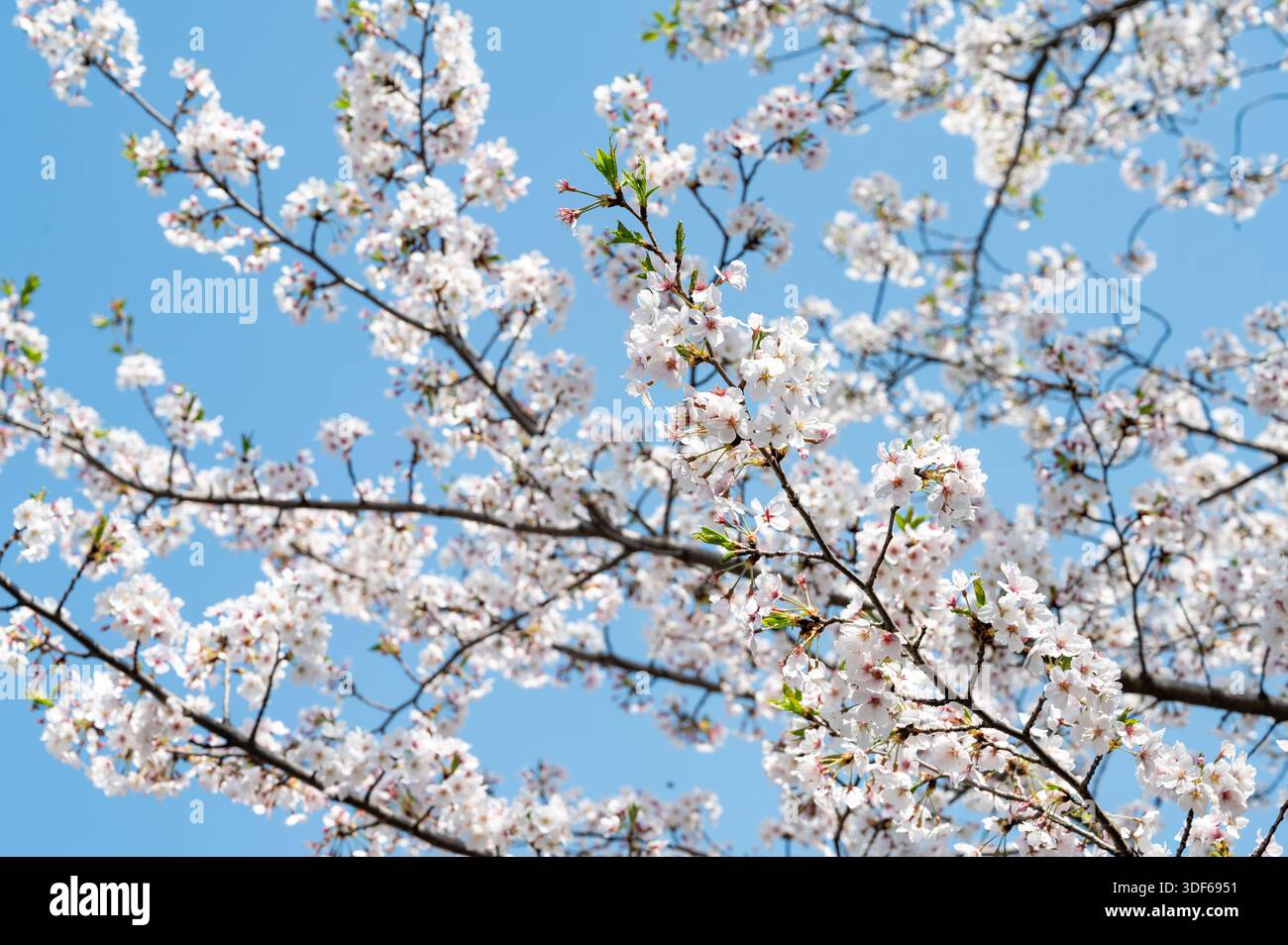 Kirschblüten blühen in Seoul, Südkorea, vor klarem blauen Frühlingshimmel Stockfoto