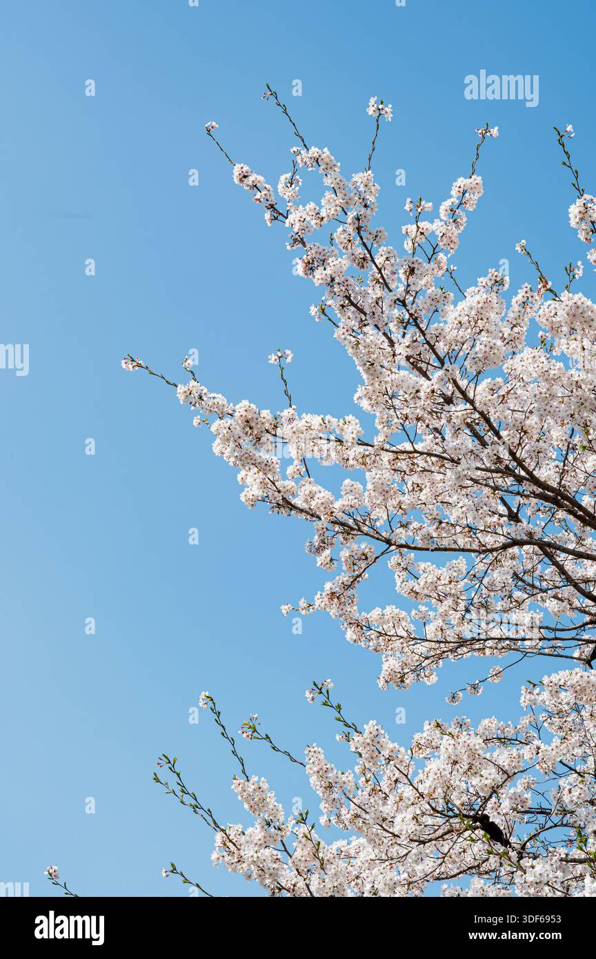 Kirschblüten blühen in Seoul, Südkorea, vor klarem blauen Frühlingshimmel Stockfoto