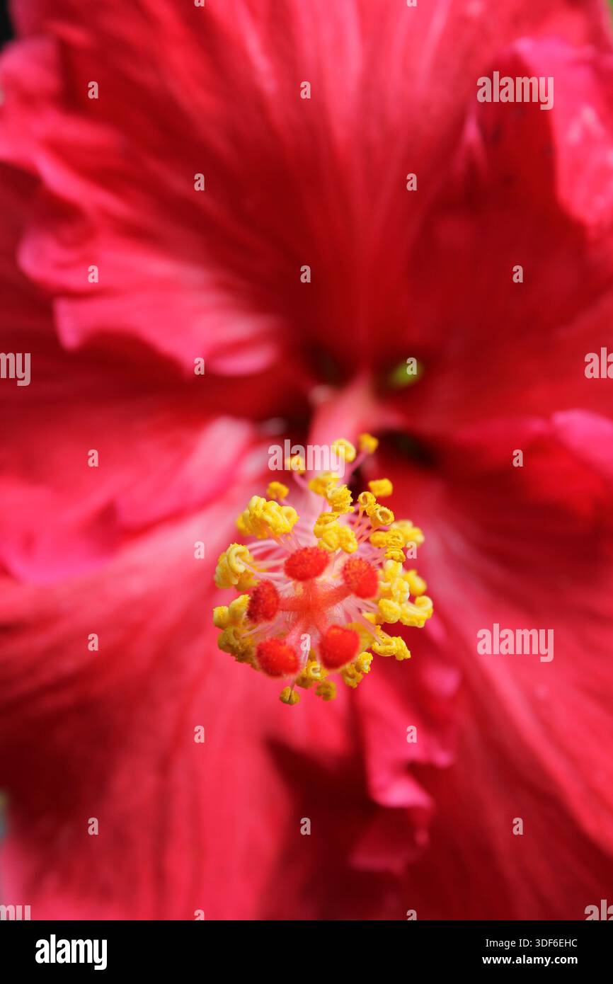 Nahaufnahme einer roten Hibiskusblume mit gelben Stamen und Pistil auf einer Pflanze in einem tropischen Garten Stockfoto