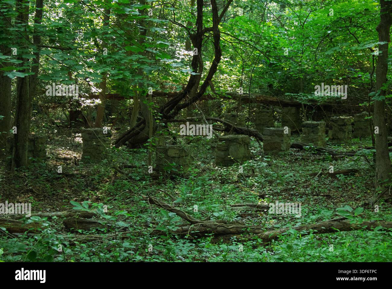 Ein ruiniertes Gebäude im Wald, das langsam von der Natur zurückerobert wird. Stockfoto