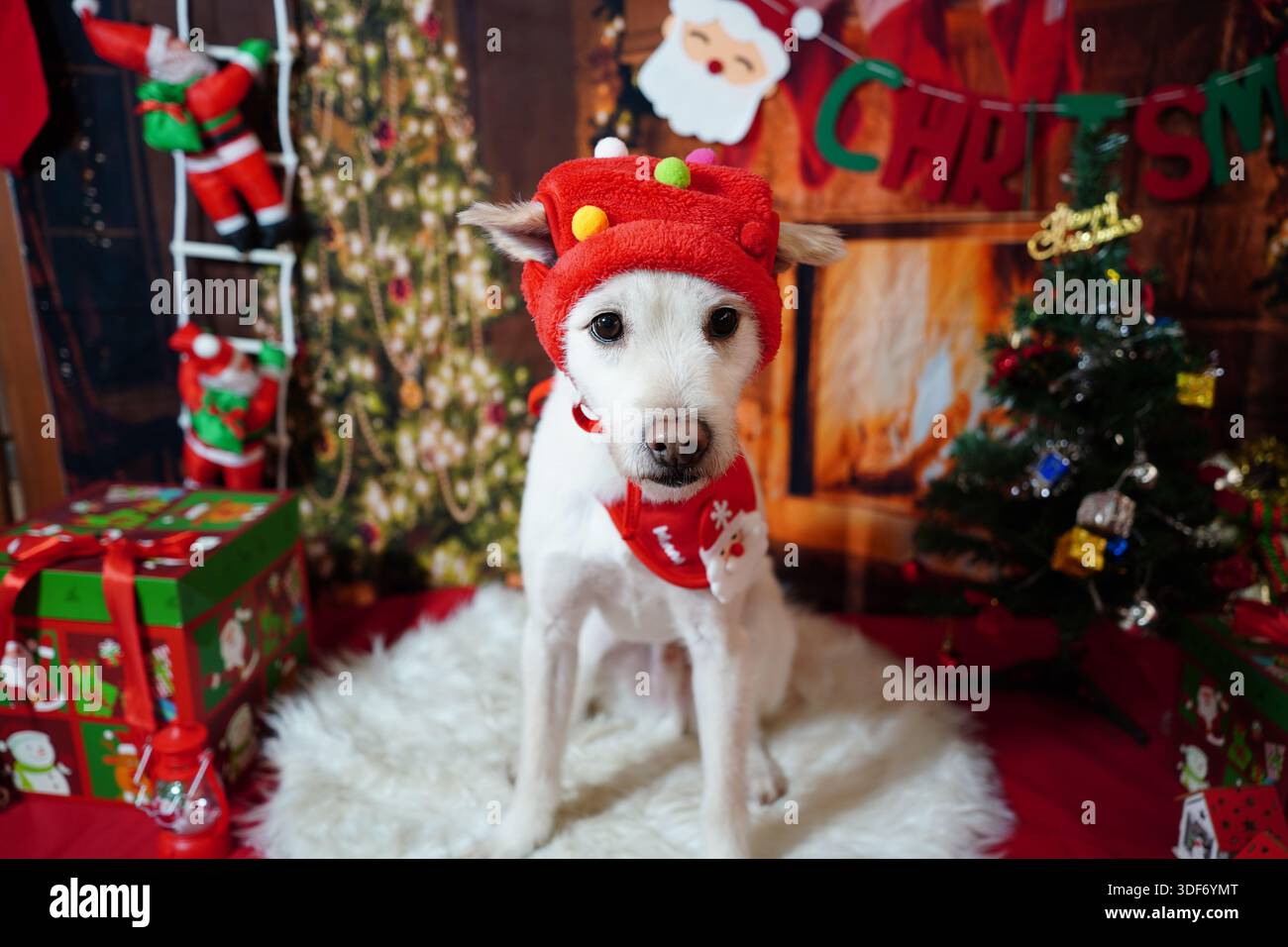 Entzückender weißer Hund posiert für Weihnachtsfoto im festlichen Studio Stockfoto