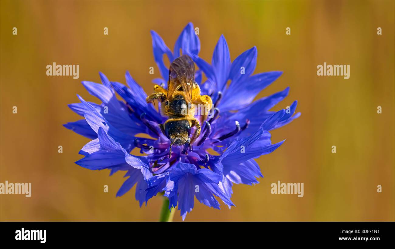 Wildbiene auf blauer Kornblume vor goldenem reflektierendem Hintergrund, Nahaufnahme Stockfoto
