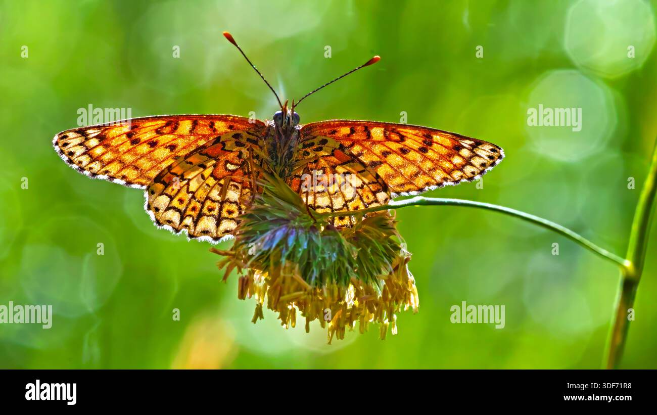 Sonnendurchfluteter orangefarbener Schmetterling auf Grasblüte vor hellgrünem Hintergrund Stockfoto