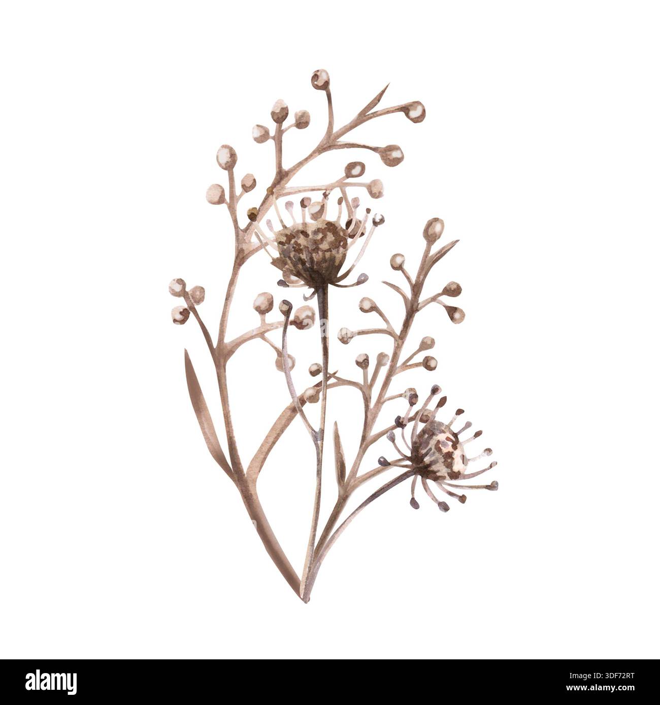 Ein Strauß von Steppenkräutern. Isolierte Aquarellillustration für Blumenwebseiten, Poster und Innenarchitektur Stockfoto