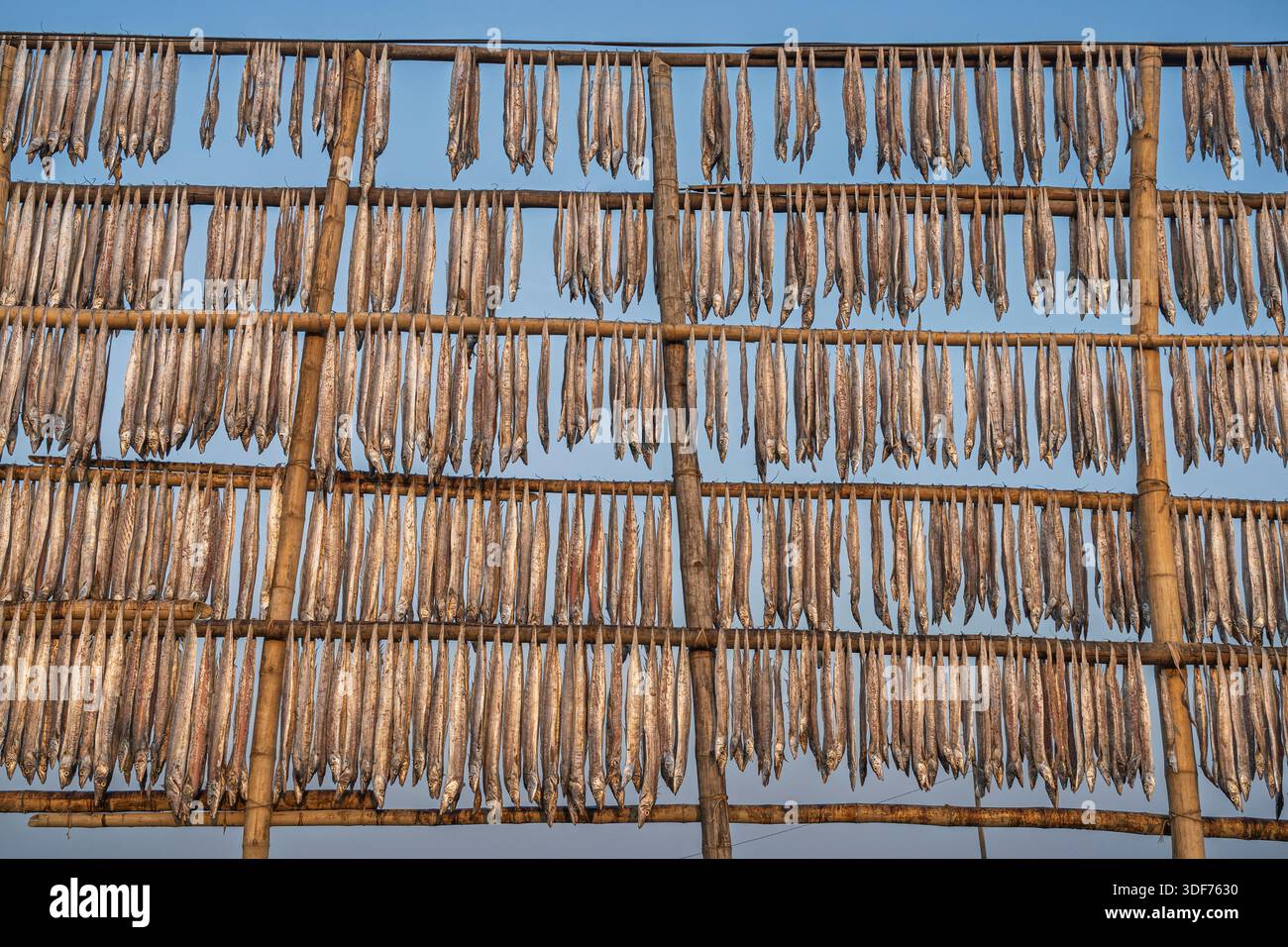 Blick auf die Landschaft von Fisch, die auf Bambusständer vor blauem Himmel trocknen, Nazirartek Fischerdorf, Cox's Bazar, Bangladesch Stockfoto