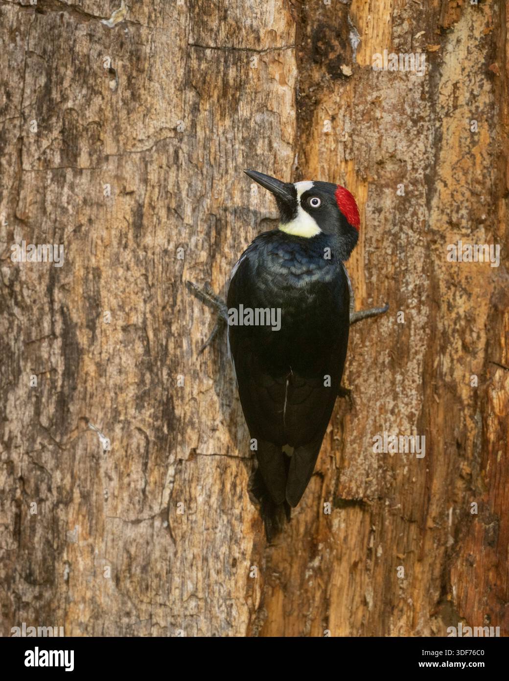 Weibchen des Eichelspechtes (Melanerpes formicivorus), das sich an einem toten Baumstamm festhält. Stockfoto