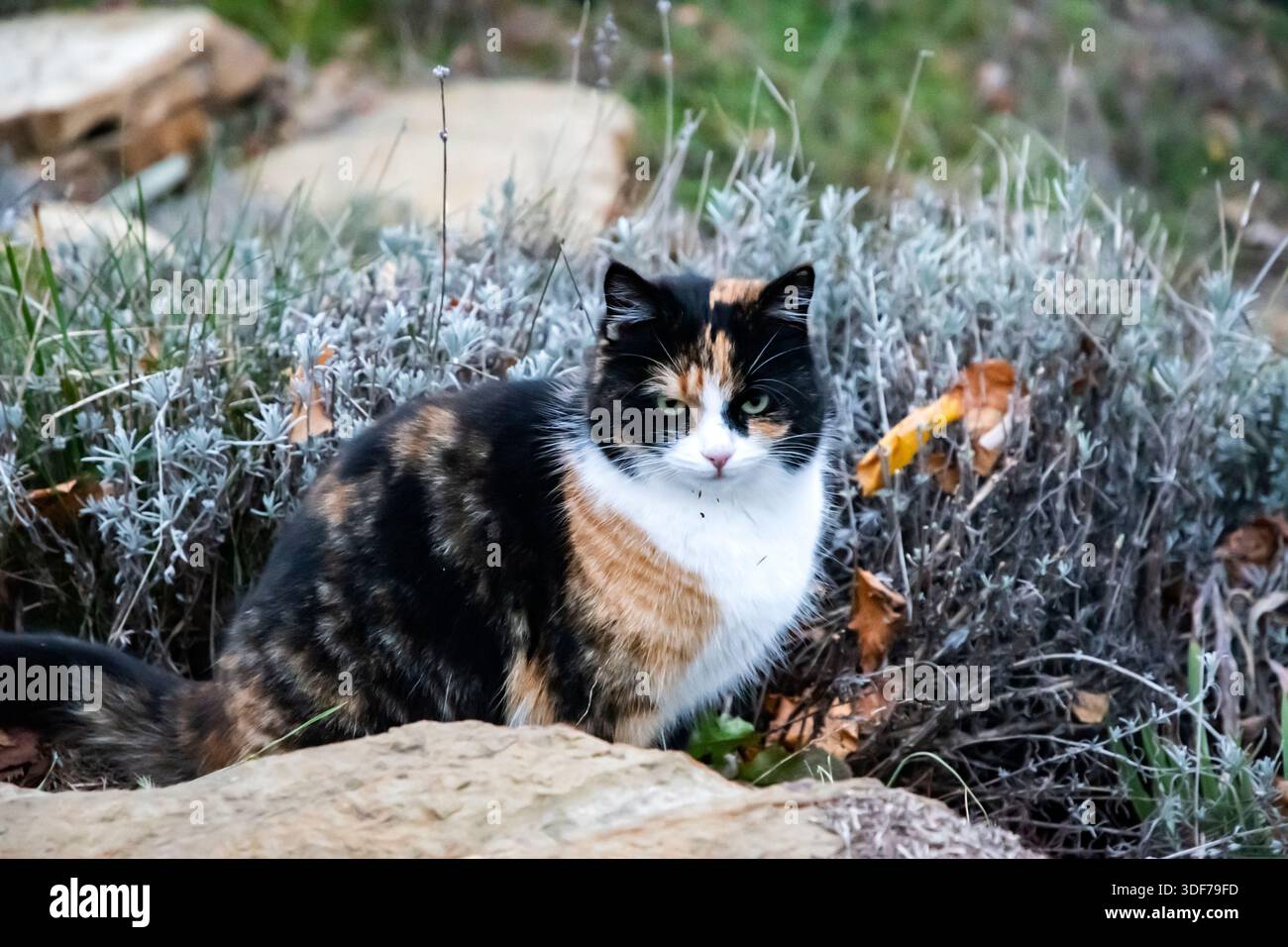 Calico-Katze in einem rustikalen Garten, umgeben von Steinen und Pflanzen an einem kalten Wintertag Stockfoto
