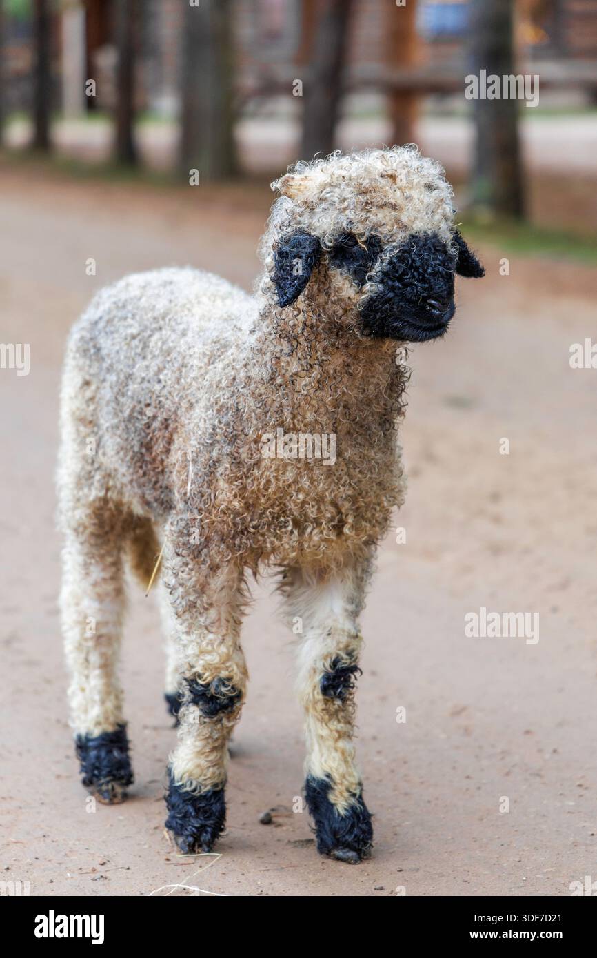 Ein süßes Walliser Schwarznasenlamm mit charakteristischen schwarzen Markierungen. Ideal für Grußkarten, Kinderbücher und umweltfreundliches Branding. Stockfoto