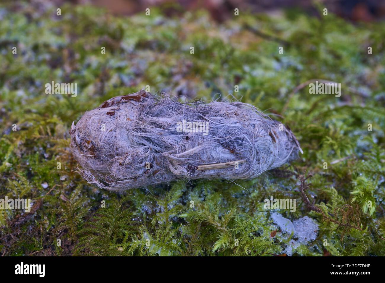 Eine Nahaufnahme eines Eulenpellets. Stockfoto