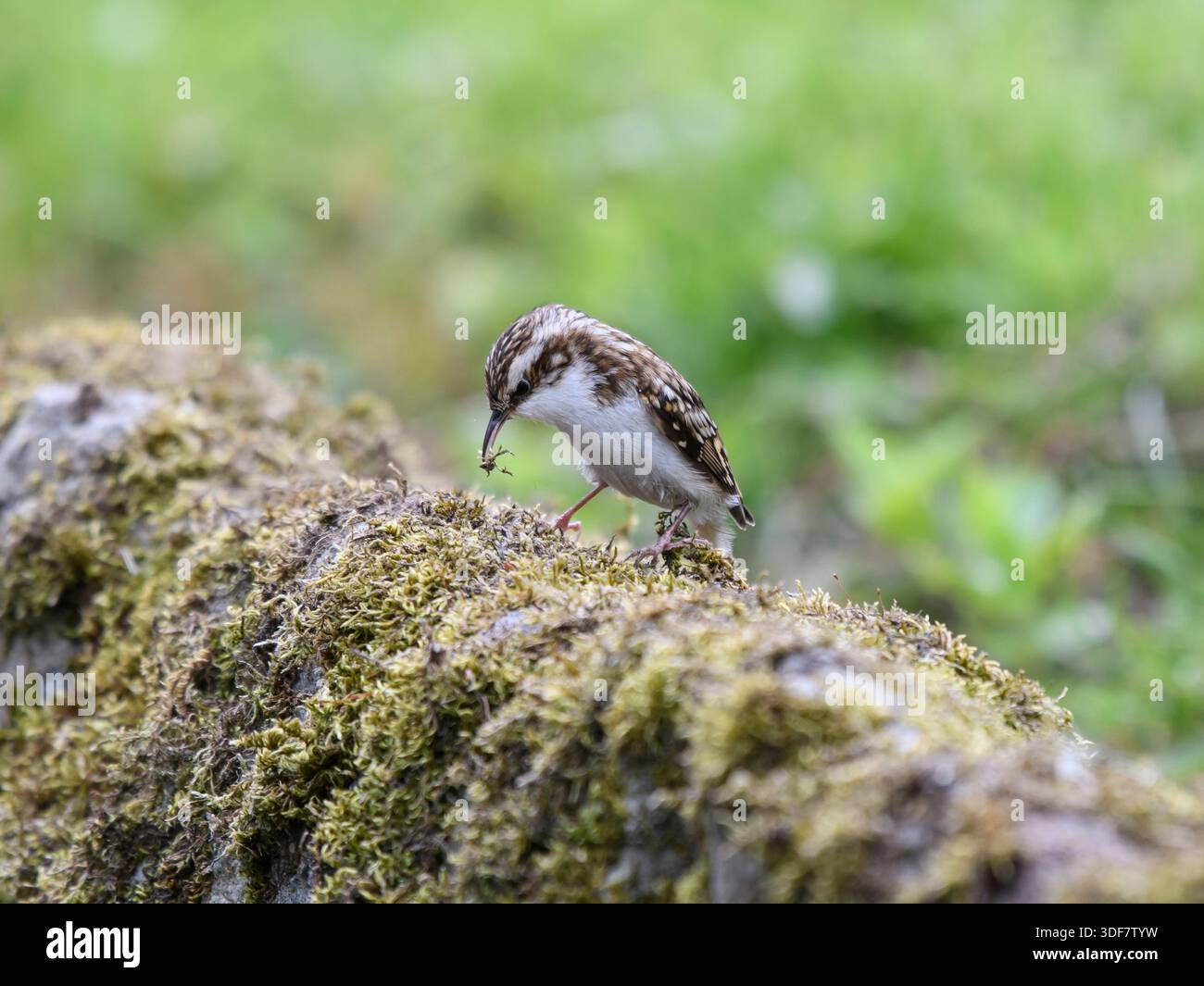 Die eurasische Baummeisterin Certhia familiaris sammelt Moos von der Steinmauer für den Nestbau. Stockfoto
