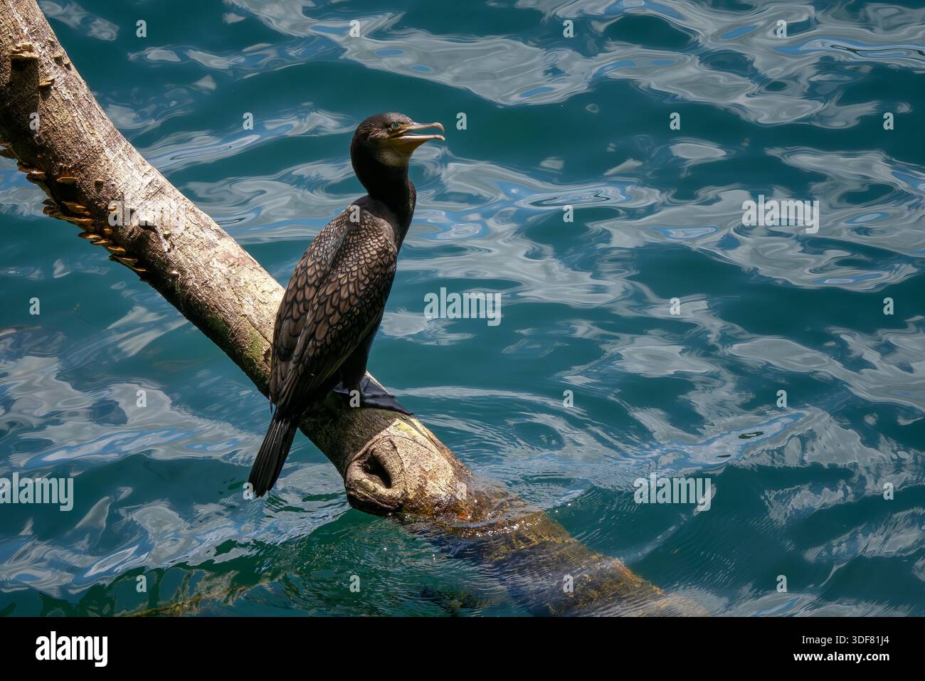 Großer Kormoran - Phalacrocorax carbo, großer Wasservogel aus Seen, Flüssen und Meeresküsten weltweit, Australien. Stockfoto