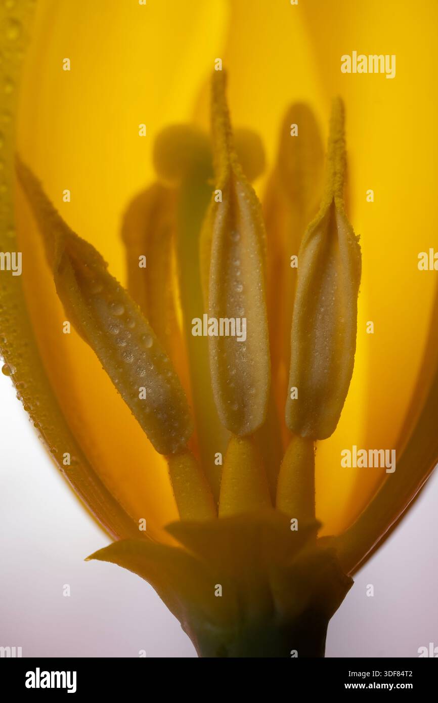 Extreme Makro von gelben Tulpenblättern und taubedeckten Antheren Stockfoto