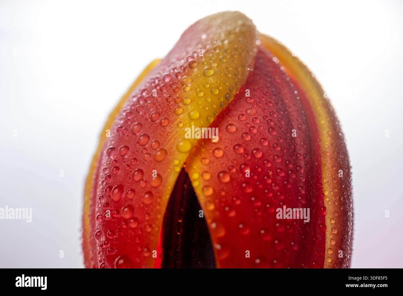 Makrodetail des roten Tulpenblütenblattes mit glitzernden Regentropfen Stockfoto