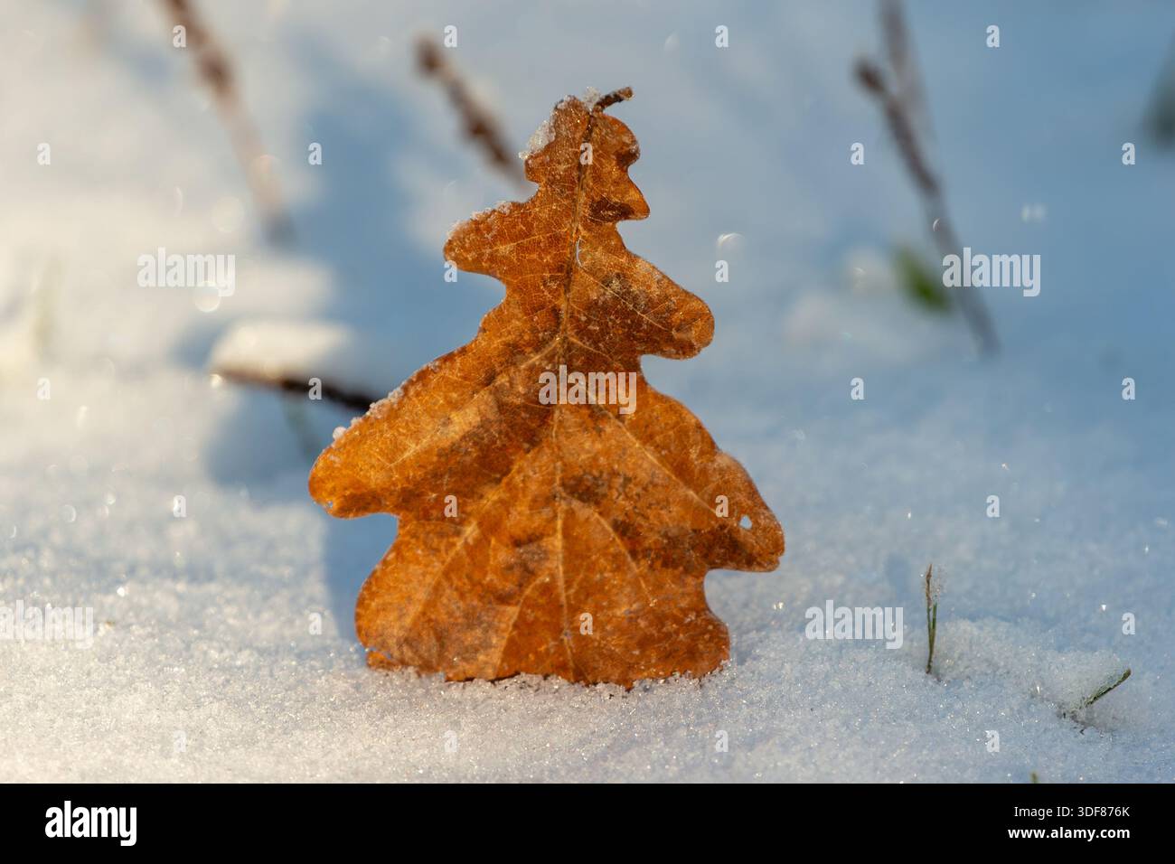 Ein gefallener Baum steht aufrecht im Schnee und sieht fast wie ein kleiner weihnachtsbaum aus Stockfoto