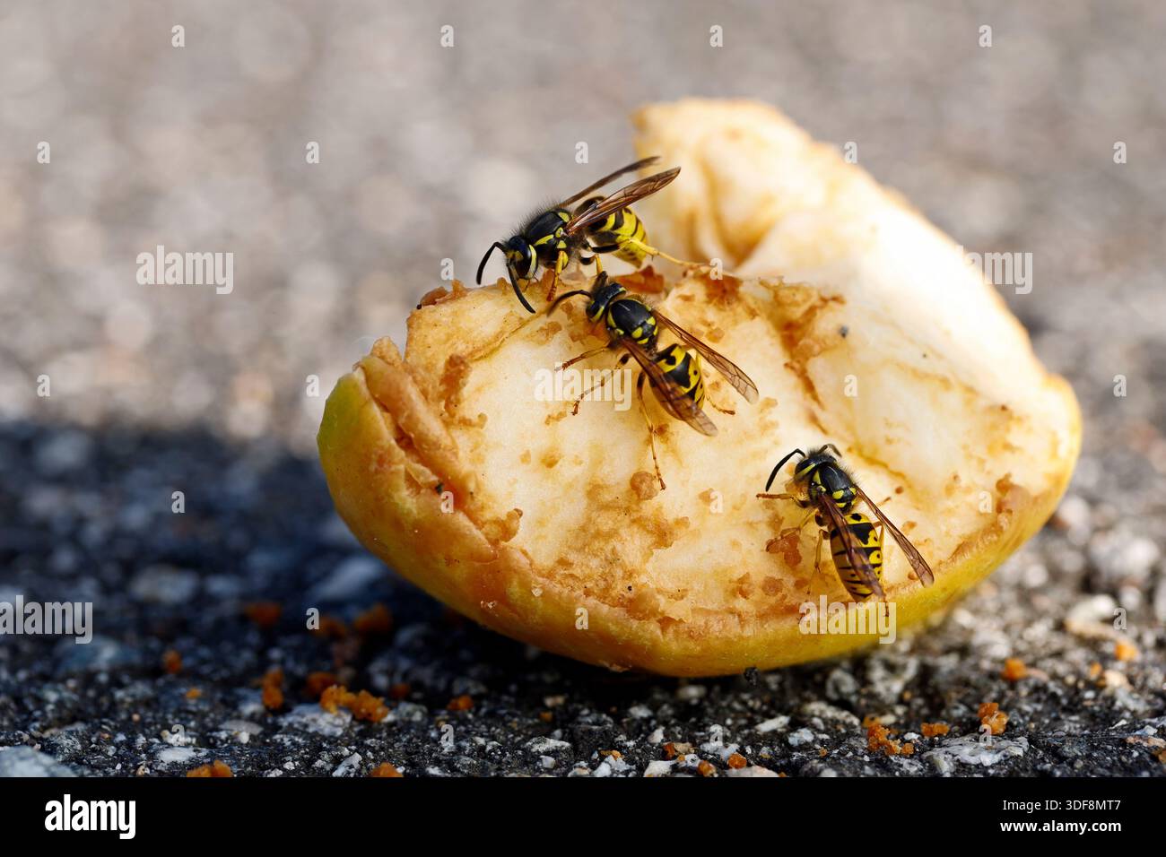 Wespen essen süßen Apfel, der vom Baum gefallen ist und auf einer Straße verrotten Stockfoto