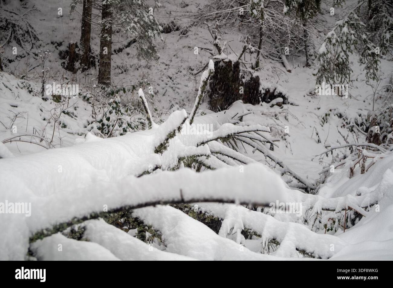 Gefallener Baumstamm, der in einem dichten Wald mit tiefem Winterschnee liegt. Stockfoto