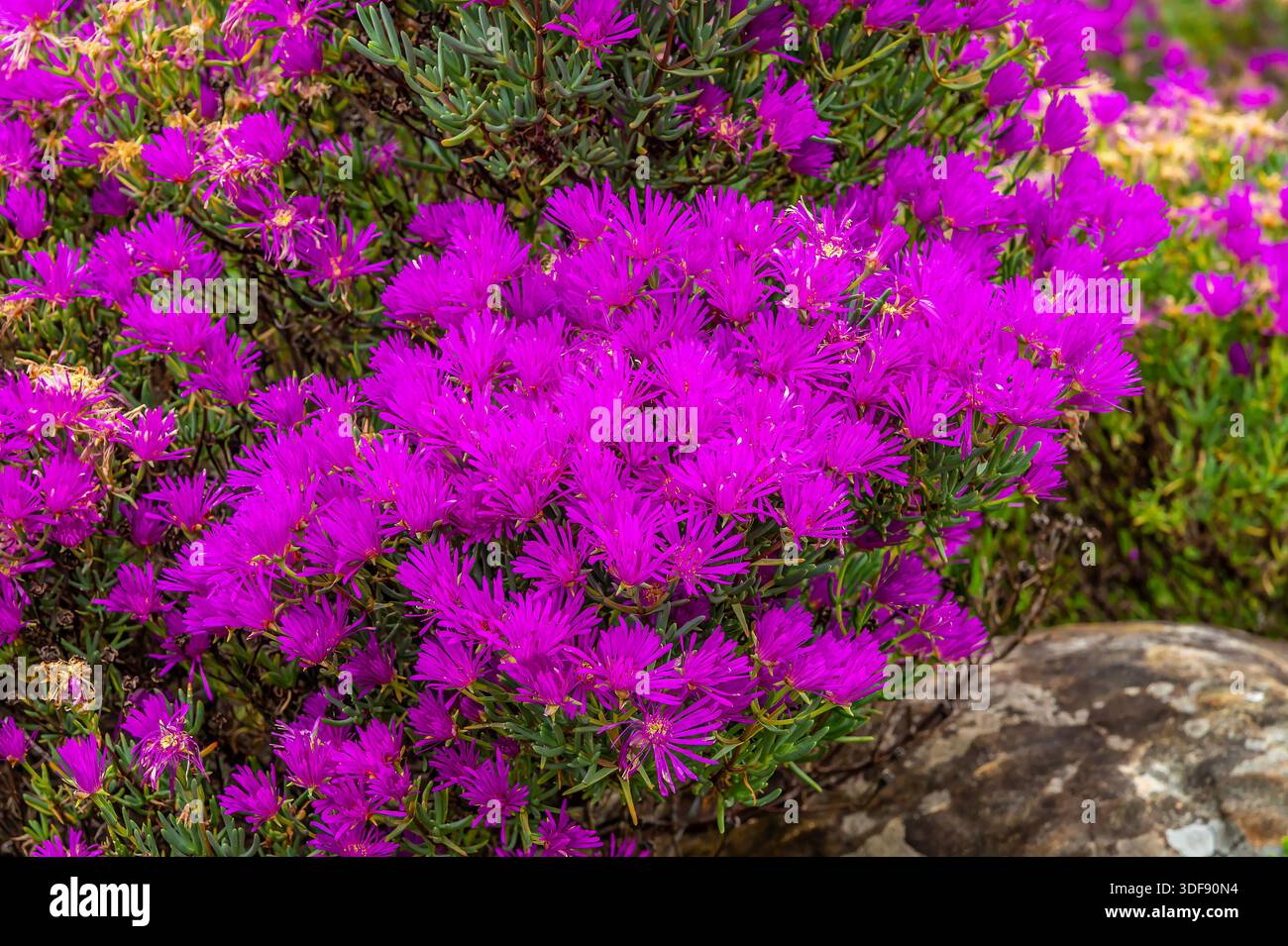 Ein Blick auf die lebendige Magenta-Eispflanze in den botanischen Gärten von kirstenbosch, Südafrika im Frühling Stockfoto